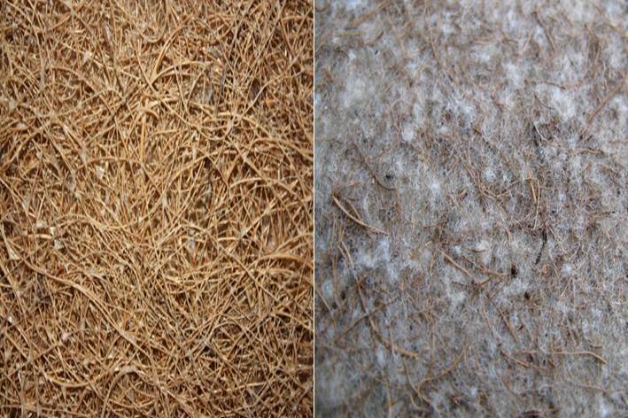 kokosIbi.jpg kokosIbi.jpg